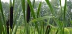 Lisdodde plant eetbaar, Ophalen of Verzenden, Zomer, Volle zon