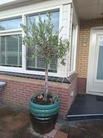 Olijfboom met mooie pot., Tuin en Terras, Planten | Bomen, Volle zon, Bloeit niet, Ophalen of Verzenden, 100 tot 250 cm