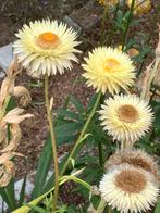 Zaden Helichrysum bracteatum, strobloem, Ophalen of Verzenden, Zaad