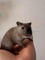 Handtam gerbil mannetje eventueel met toebehoren, Dieren en Toebehoren, Augustus, Mannelijk, Overige typen, Tam