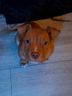 Pocket bully puppy, Dieren en Toebehoren, September, Vrouwelijk