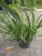 Hangende zegge, Ophalen, Volle zon, Groenteplanten, Eenjarig