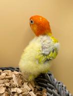 Jonge dilute opaline Agapornis fischeri dwergpapegaai 495, Dieren en Toebehoren, Geslacht onbekend, Dwergpapegaai of Agapornis