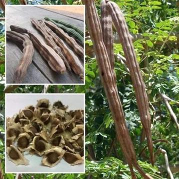 Moringa oleifera zaden beschikbaar voor biedingen