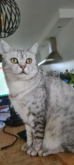Britse Korthaar (Silver Tabby) Vriend, Kater, Gechipt, 6 jaar of ouder