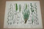 Antieke kleurensteendruk - Grassen o.a. Tarwe Rogge - 1870!!, Ophalen of Verzenden
