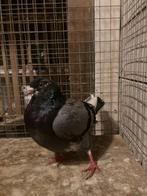 Duiven(birmingham rollers), Dieren en Toebehoren, Vogels | Duiven, Meerdere dieren, Tuimelaar of Roller