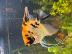 Maanvissen, Dieren en Toebehoren, Vissen | Aquariumvissen, Vis