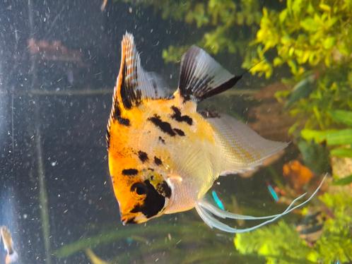 Maanvissen, Dieren en Toebehoren, Vissen | Aquariumvissen, Vis