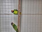 3 jonge pruimkop parkieten, Dieren en Toebehoren, Vogels | Parkieten en Papegaaien, Meerdere dieren, Parkiet