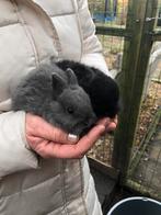Twee lieve jonge konijntjes. Loffelohr dwergjes. 7 weken., Dieren en Toebehoren, Konijnen, Mannelijk, Klein, 0 tot 2 jaar