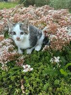 *Lieve kitten zoekt een warm mandje! *, Dieren en Toebehoren, Katten en Kittens | Overige Katten, Poes