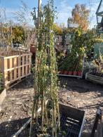 jasminum nudiflorum (winterjasmijn), Ophalen, Volle zon, Vaste plant, Winter