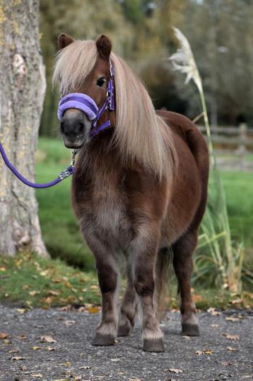 **LEUKE EN HELE LIEVE 5 JARIGE GEREDEN SHETLANDER MERRIE ** beschikbaar voor biedingen