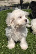 Te koop leuk e boomer pups, Dieren en Toebehoren, Honden | Niet-rashonden, Nederland, CDV (hondenziekte), 8 tot 15 weken, Meerdere