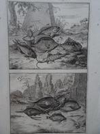 twee etsen tropische vissen nr 11, Indonesië, Elliger 1724, Antiek en Kunst, Kunst | Etsen en Gravures, Verzenden