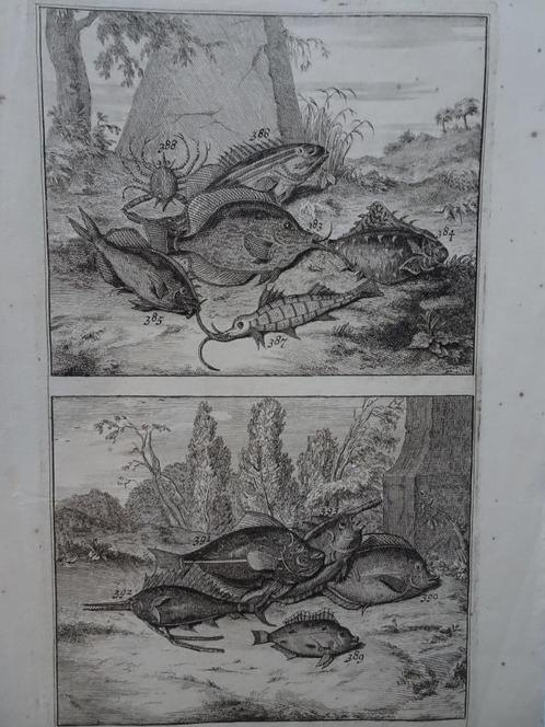 twee etsen tropische vissen nr 11, Indonesië, Elliger 1724, Antiek en Kunst, Kunst | Etsen en Gravures, Verzenden