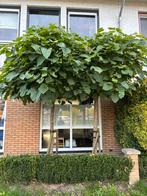 2 Bol Catalpa's, gratis af te halen in Aalsmeer, Tuin en Terras, 100 tot 250 cm, Zomer, Ophalen, Volle zon