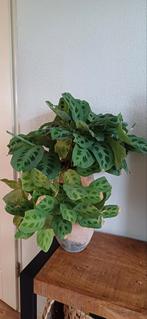 2 prayer planten inclusief pot, Huis en Inrichting, Kamerplanten, Ophalen, Overige soorten, Minder dan 100 cm