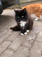 Lieve pluis poes, Dieren en Toebehoren, Katten en Kittens | Raskatten | Langhaar, Poes, Gechipt, 0 tot 2 jaar