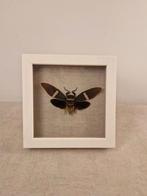 Taxidermie kever, Dieren en Toebehoren, Insecten en Spinnen, Bijen