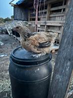 2 mooie brahma’s te koop, Dieren en Toebehoren, Vrouwelijk, Kip
