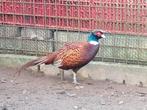 Bosfazant/ bosfazanten/ haan/ hen, geringd., Dieren en Toebehoren, Pluimvee, Meerdere dieren, Overige soorten