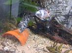 Kweekkoppel calico zebra cichliden, Vis, Zoetwatervis