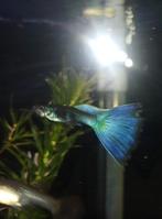 Bleu,,/green moscouw trio ps wordt niet verzonden, Dieren en Toebehoren, Vissen | Aquariumvissen, Vis