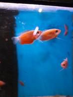 Diklip gourami rood desgewenst bezorgd aan huis, Vis