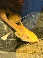 Platinum rtc catfish, Dieren en Toebehoren, Vis