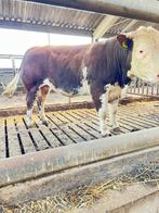 Rooie Luxe dekstier en Mooie longhoorn dekstier, Mannelijk, 0 tot 2 jaar