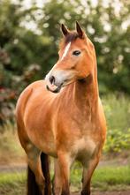 Fijne pony! New Forest, Merrie