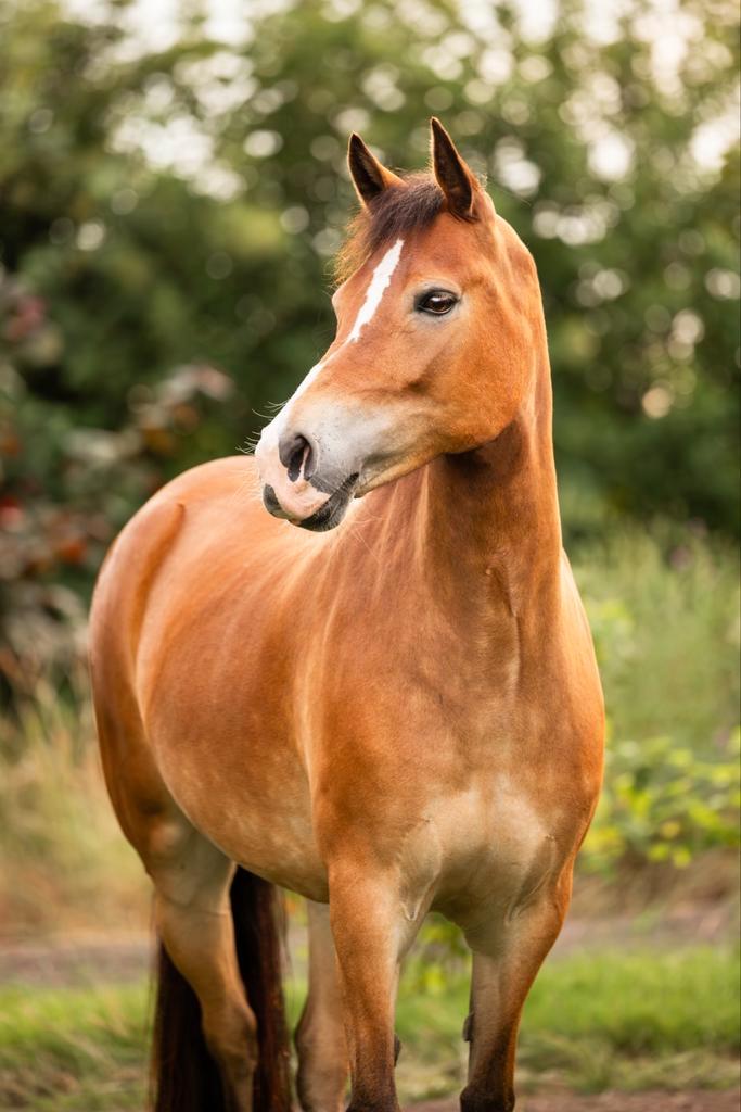 Fijne pony! New Forest, Dieren en Toebehoren, Pony's, Merrie