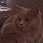 Kattenbak, Kater