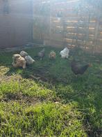 Kriel Kippen, Dieren en Toebehoren, Pluimvee, Vrouwelijk, Kip