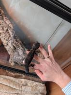 Luipaardgekko black night, Dieren en Toebehoren, Reptielen en Amfibieën, 0 tot 2 jaar, Hagedis