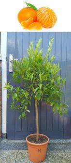 2 Mandarijnen- Citrus Reticulata- +10  Vruchten 146 cm Hoog, Ophalen, Lente, Overige soorten, Volle zon