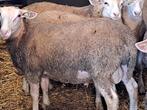 Inra dekrammen, Dieren en Toebehoren, Schapen, Geiten en Varkens, Mannelijk, Schaap