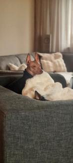 Amerikaanse Haarloze Terrier Dekreu Gezocht!, Dieren en Toebehoren, Reu, Eén hond, 3 tot 5 jaar, Nederland