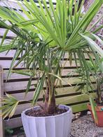 Grote palm, zonder pot, Trachycarpus., Tuin en Terras, Planten | Bomen, Halfschaduw, Bloeit niet, Ophalen, Palmboom