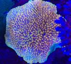 Montipora Crazy T, Ophalen, Gevuld zeewateraquarium, ., Nieuw