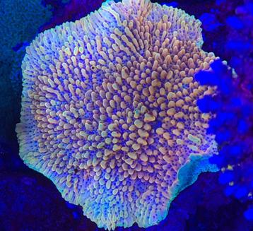 Montipora Crazy T beschikbaar voor biedingen