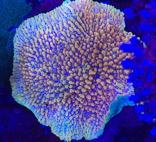 Montipora Crazy T, Dieren en Toebehoren, Vissen | Aquaria en Toebehoren, Nieuw, Gevuld zeewateraquarium, Ophalen