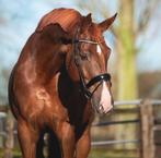 bijrijder gezocht, Dieren en Toebehoren, Paarden en Pony's | Overige Paardenspullen, Ophalen, Nieuw, Dressuur
