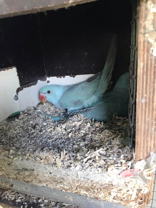 Te koop 2 mooie blauwe jonge halsbandparkieten, Dieren en Toebehoren, Vogels | Parkieten en Papegaaien, Parkiet, Geslacht onbekend