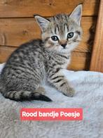 Britse korthaar Kittens Laatste Poesjes😻, Dieren en Toebehoren, Katten en Kittens | Raskatten | Korthaar, Kater, Ontwormd, 0 tot 2 jaar
