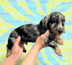 Teckel pups ruwhaar, Dieren en Toebehoren, Honden | Teckels en Dashonden, CDV (hondenziekte), Meerdere, 8 tot 15 weken, Dwerg