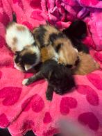 Bieden, Dieren en Toebehoren, Katten en Kittens | Overige Katten, Kater