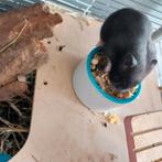 Tamme hamster, Vrouwelijk, Kropper